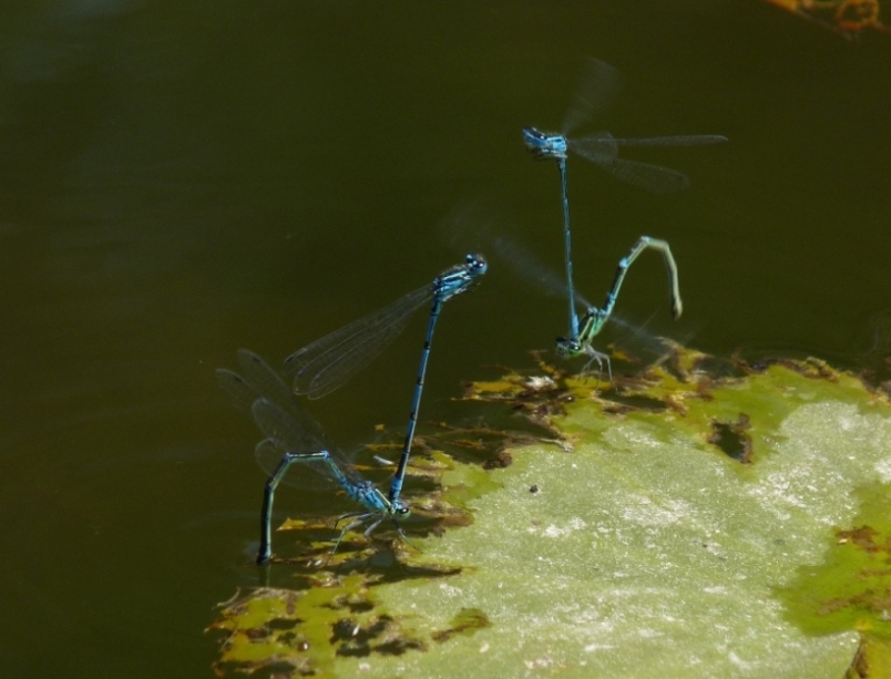 Accoppiamenti e deposizione - Coenagrion puella